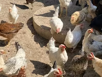 Chickens — foto 2