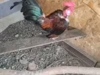 Chickens — الصورة 4