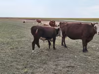 Уй, Симментал тукуму — сүрөт 2