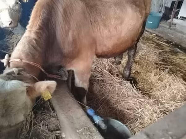 Bou, Simmental cattle