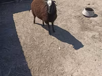 Domba (batch, jenis kelamin tidak disebutkan), Sheep — foto 3
