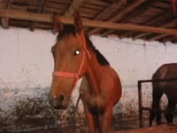 Aygır, Manipuri pony — foto 6