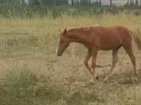 ม้าตัวผู้, Azerbaijan horse — รูปภาพ 4