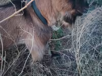 Buk, Alpine goat — foto 1
