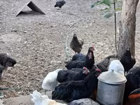 Australorp — foto 1