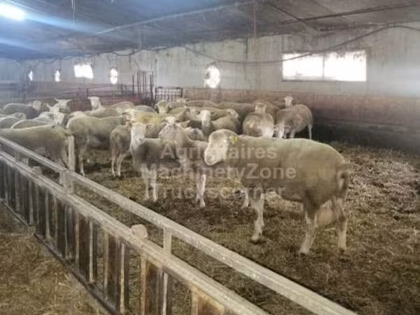 แกะตัวเมีย, Ile-de-France sheep