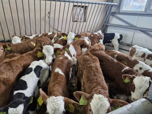 सांड, Simmental cattle