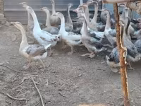 Geese — sawirka 2