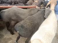 Biri-biri (lot, jantina tidak dinyatakan), Edilbay sheep — foto 1