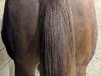 Cavallo, Quarter Horse — foto 3