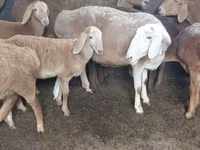 Montone, Arashan sheep — foto 5