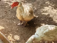 Nemački pekin — fotografija 3