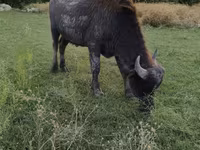 قوچ, گوسفند — عکس 4