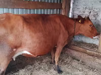 Lo’, Cattle — sawirka 2