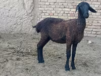 Ido, Sheep — sawirka 1