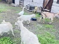 Koza, Alpine goat — foto 6
