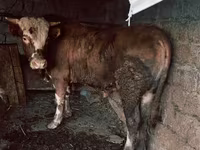 ষাঁড়, Simmental cattle — ছবি 1