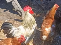 Chickens — լուսանկար 5