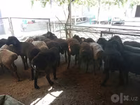 Wad, Sheep — sawirka 4