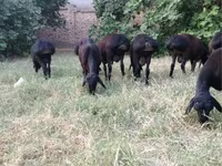 Kambing jantan, Sheep — foto 8