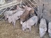 Zeug, Varkens — foto 2