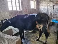 Ng'ombe dume, Banda la Holstein — picha 5