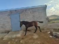Cavalo, Cavalos — foto 4