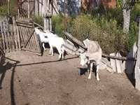 Kambing jantan, LaMancha goats — foto 4