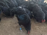 Australorp — fotografija 2
