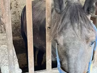ፈረስ, Horses — ፎቶ 5