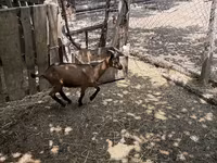 Jarac, Alpine goat — fotografija 6