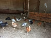 Pekin Bantam — foto 1