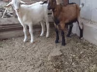 Oğlak, Saanen goat — foto 1