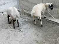 Bélier, Moutons — photo 1