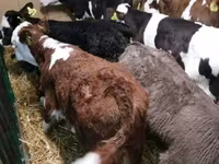 Skot (série, pohlaví neuvedeno), Simmental cattle — foto 2
