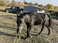 Cavallo, Cavalli — foto 2