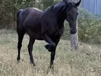 مادیان, Friesian — عکس 5
