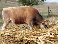 گاو نر, Simmental cattle — عکس 3