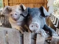 หมูป่าตัวผู้, Дюрок — รูปภาพ 2