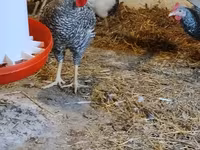ஸ்லோவேனியன் பார்டு ஹென் — புகைப்படம் 3