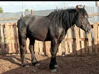 مادیان, Kazakh horse — عکس 2