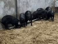 خوک (گروه، جنسیت مشخص نشده), Баскская — عکس 3
