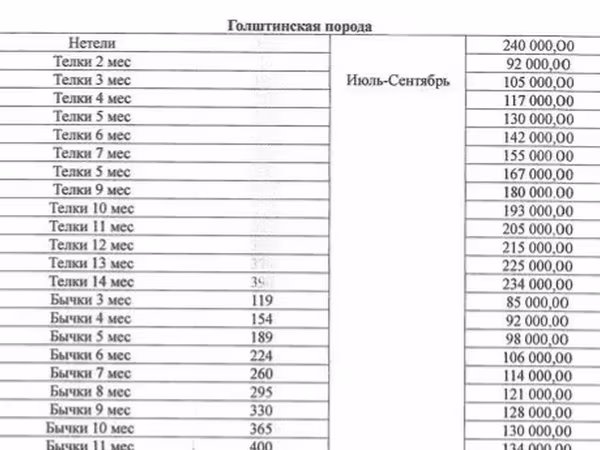 İnək, Holştin irqi