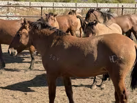 Cal, Mugalzhar horse — foto 4