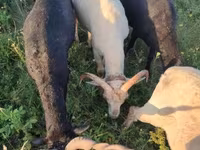 Bélier, Tsigai sheep — photo 2