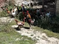 Chickens — fotografija 4