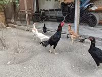 Chickens — الصورة 5