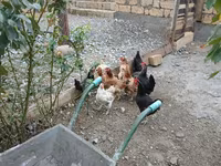 Chickens — عکس 2