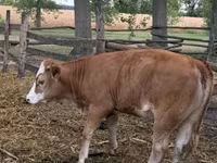 گاو ماده, Simmental cattle — عکس 7