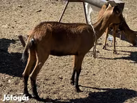 بز ماده, بز — عکس 2
